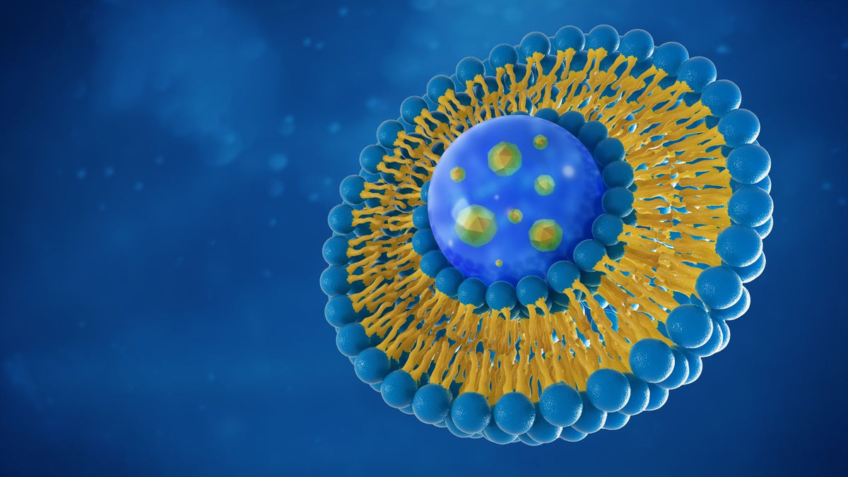 Liposomes - Are They Really That Good | Vitality and Wellness Centre
