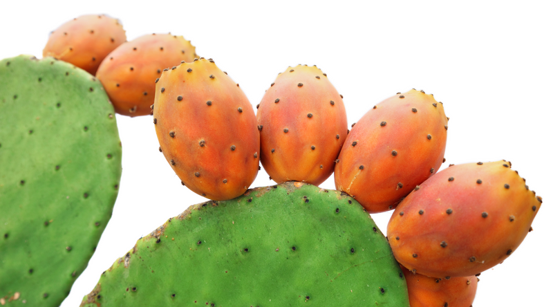 Who Would Have Thought that Nopal Cactus Would Be So Healthy!