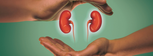 The Kidneys More Than Just Filtration And Piddle | Vitality and Wellness Centre