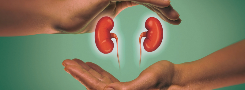 The Kidneys More Than Just Filtration And Piddle