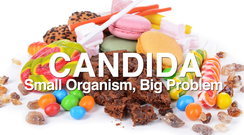 Candida The Small Organism Causing Big Problems