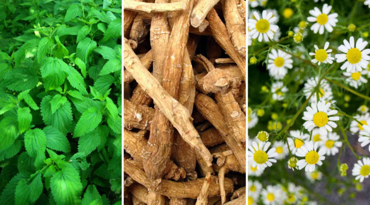 Herbal Medicine - Natures Alternative | Vitality and Wellness