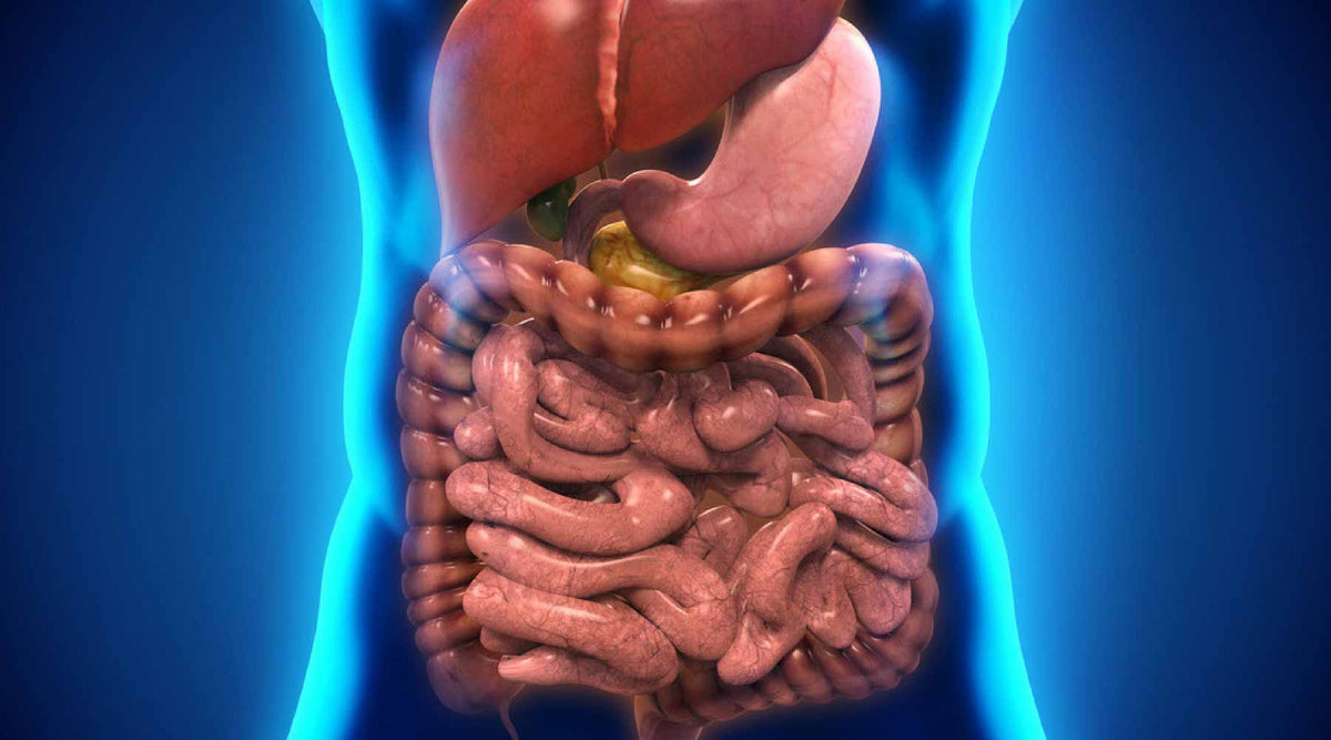What is a Digestive Detox? | Vitality and Wellness