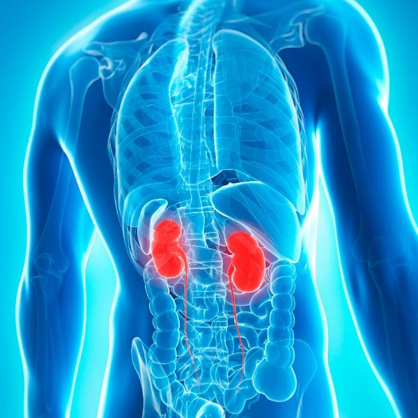Kidney Health